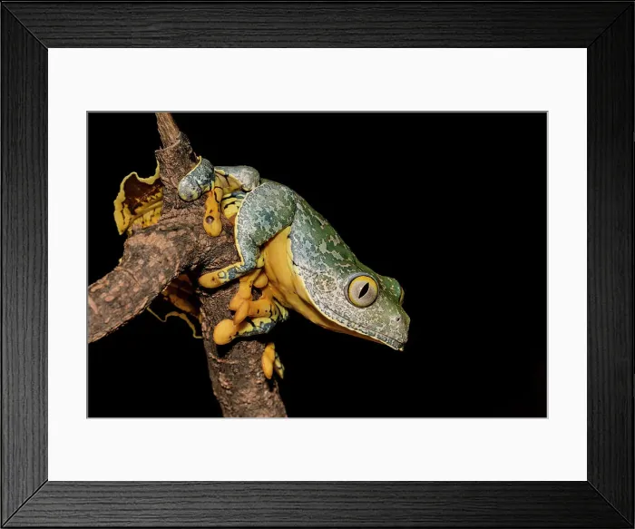 Framed Print : Fringed Leaf Frog (Cruziohyla craspedopus) - captive bred Framed Print : Fringed Leaf Frog (Cruziohyla craspedopus) - captive bred