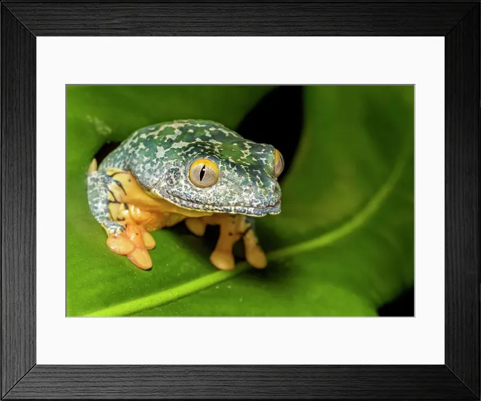 Framed Print : Fringed Leaf Frog (Cruziohyla craspedopus) - captive bred