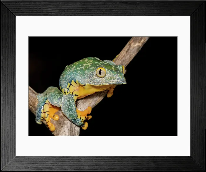 Framed Print : Fringed Leaf Frog (Cruziohyla craspedopus) - captive bred Framed Print : Fringed Leaf Frog (Cruziohyla craspedopus) - captive bred