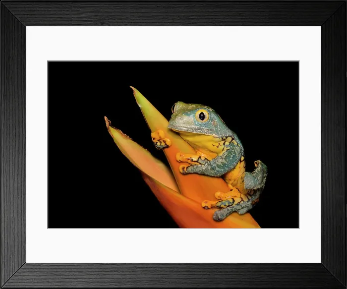 Framed Print : Fringed Leaf Frog (Cruziohyla craspedopus) - captive bred Framed Print : Fringed Leaf Frog (Cruziohyla craspedopus) - captive bred