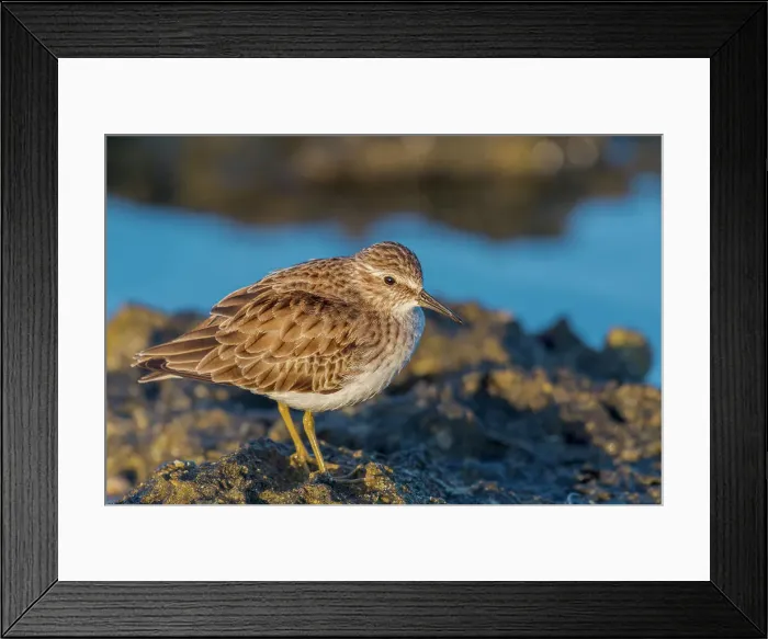 Framed Print : Least Sandpiper (Caldris minutilla), Grand Cayman, British West Indies