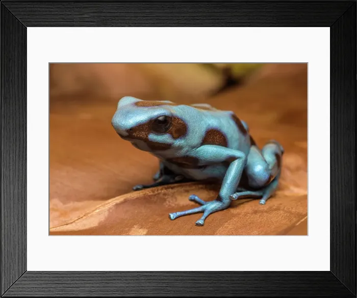 Framed Print : Dendrobates auratus el Cope - captive bred Framed Print : Dendrobates auratus el Cope - captive bred