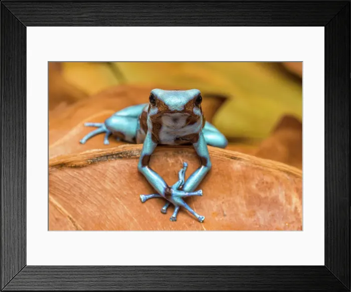 Framed Print : Dendrobates auratus el Cope - captive bred Framed Print : Dendrobates auratus el Cope - captive bred