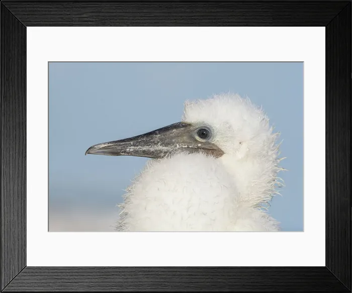 Framed Print : Brown Booby (Sula leucogaster) chick, Cayman Brac, Cayman Islands, British West Indies Framed Print : Brown Booby (Sula leucogaster) chick, Cayman Brac, Cayman Islands, British West Indies