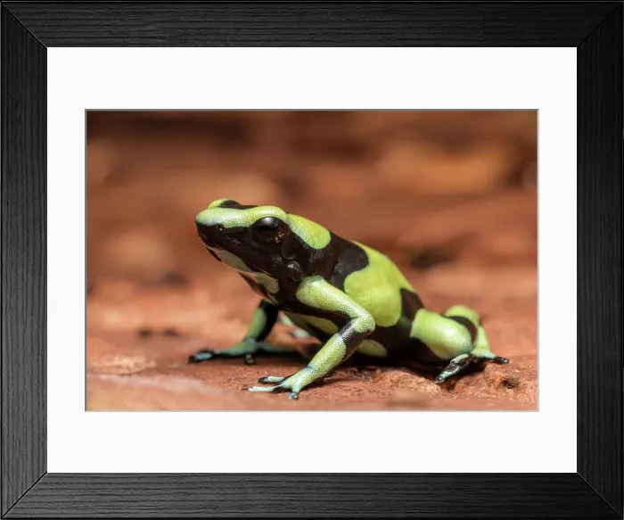 Framed Print : Dendrobates auratus Colombian Yellow - captive bred