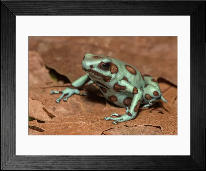 Framed Print : Dendrobates auratus microspot Panama - captive bred Framed Print : Dendrobates auratus microspot Panama - captive bred