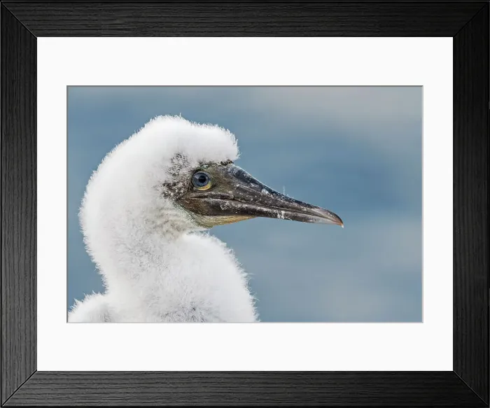 Framed Print : Brown Booby (Sula leucogaster) chick, Cayman Brac, Cayman Islands, British West Indies Framed Print : Brown Booby (Sula leucogaster) chick, Cayman Brac, Cayman Islands, British West Indies