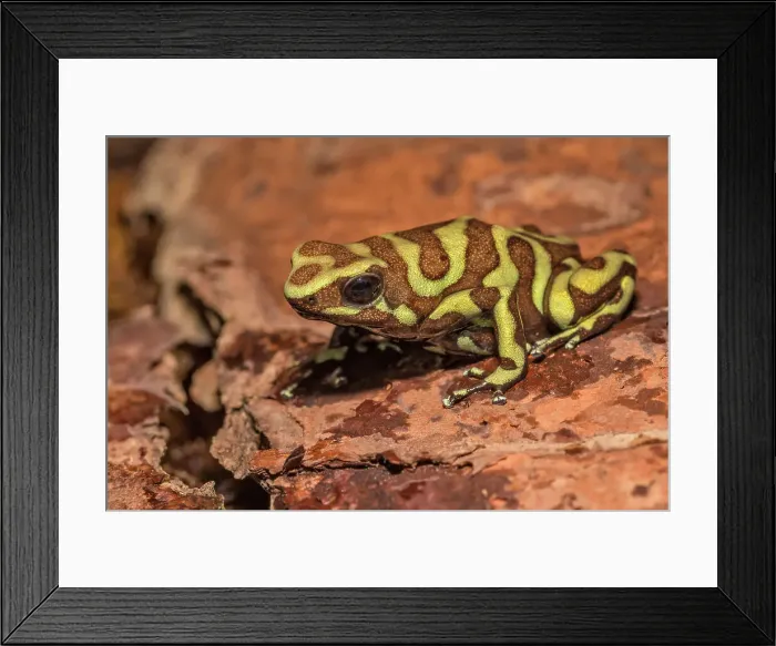Framed Print : Dendrobates auratus reticulated Tobago - captive bred