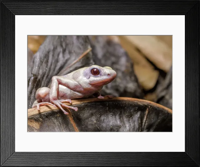Framed Print : Dendrobates auratus microspot albino - captive bred Framed Print : Dendrobates auratus microspot albino - captive bred