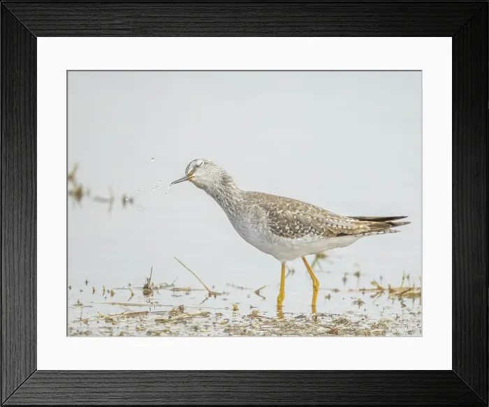 Framed Print : Lesser yellowlegs (Tringa flavipes) Grand Cayman, Cayman Islands, British West Indies