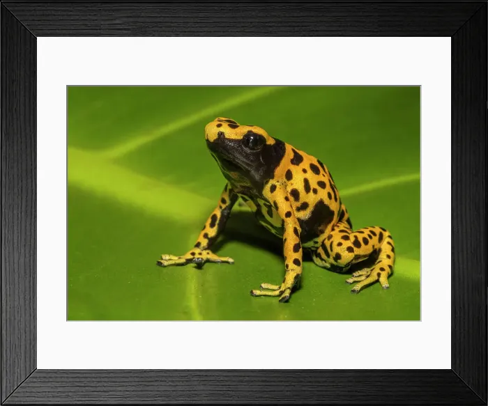 Framed Print : Dendrobates leucomelas microspot - captive Framed Print : Dendrobates leucomelas microspot - captive