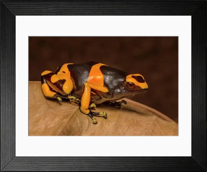 Framed Print : Yellow-banded Poison Dart Frog (Dendrobates leucomelas) - captive bred Framed Print : Yellow-banded Poison Dart Frog (Dendrobates leucomelas) - captive bred