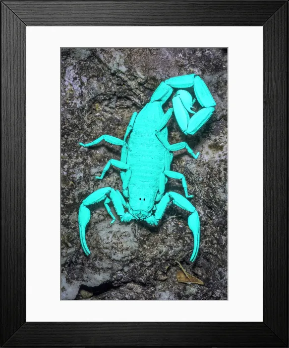 Framed Print : Cayman Scorpion (Heteronebo caymanensis) under ultraviolet light, Grand Cayman, BWI Framed Print : Cayman Scorpion (Heteronebo caymanensis) under ultraviolet light, Grand Cayman, BWI