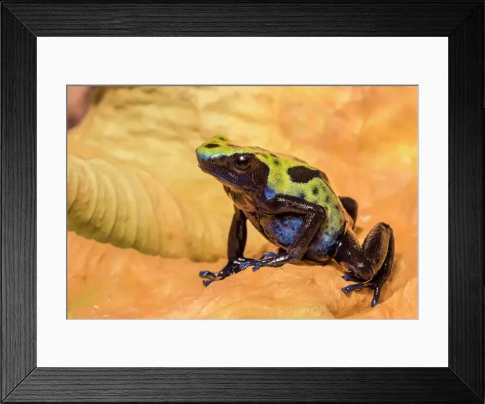 Framed Print : Dendrobates tinctorius Koetari - captive bred Framed Print : Dendrobates tinctorius Koetari - captive bred