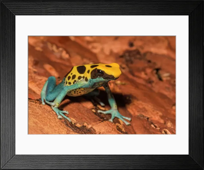 Framed Print : Dendrobates tinctorius Patricia is endemic to Suriname and Brazil - captive bred Framed Print : Dendrobates tinctorius Patricia is endemic to Suriname and Brazil - captive bred