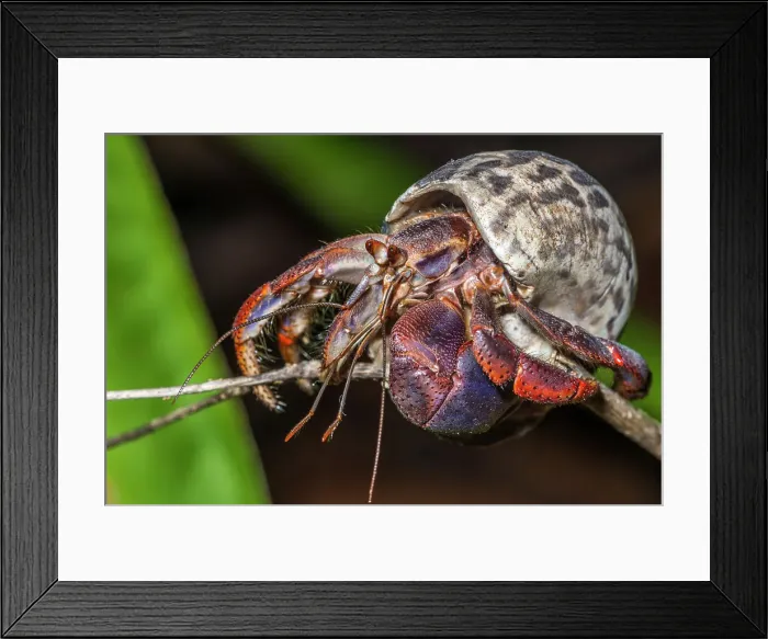 Framed Print : Caribbean Hermit Crab (Coenobita clypeatus), also known as Soldier Crab, Cayman Brac, Cayman Islands, British West Indies Framed Print : Caribbean Hermit Crab (Coenobita clypeatus), also known as Soldier Crab, Cayman Brac, Cayman Islands, British West Indies