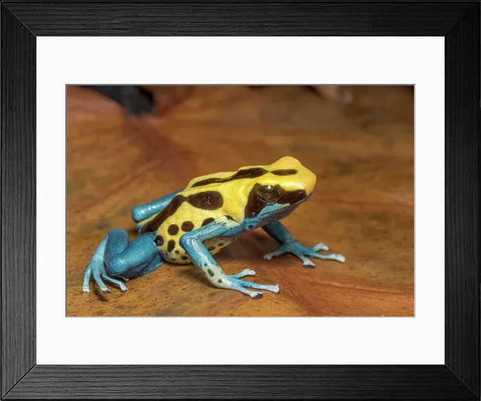 Framed Print : Dendrobates tinctorius Patricia is endemic to Suriname and Brazil - captive bred Framed Print : Dendrobates tinctorius Patricia is endemic to Suriname and Brazil - captive bred