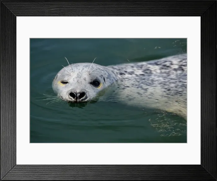 Framed Print : Harbour Seal (Phoca vitulina) Individual loafing in Inner Harbour, Victoria, BC, Canada Framed Print : Harbour Seal (Phoca vitulina) Individual loafing in Inner Harbour, Victoria, BC, Canada