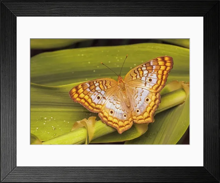 Framed Print : White Peacock (Anartia jatrophae), Grand Cayman, British West Indies Framed Print : White Peacock (Anartia jatrophae), Grand Cayman, British West Indies