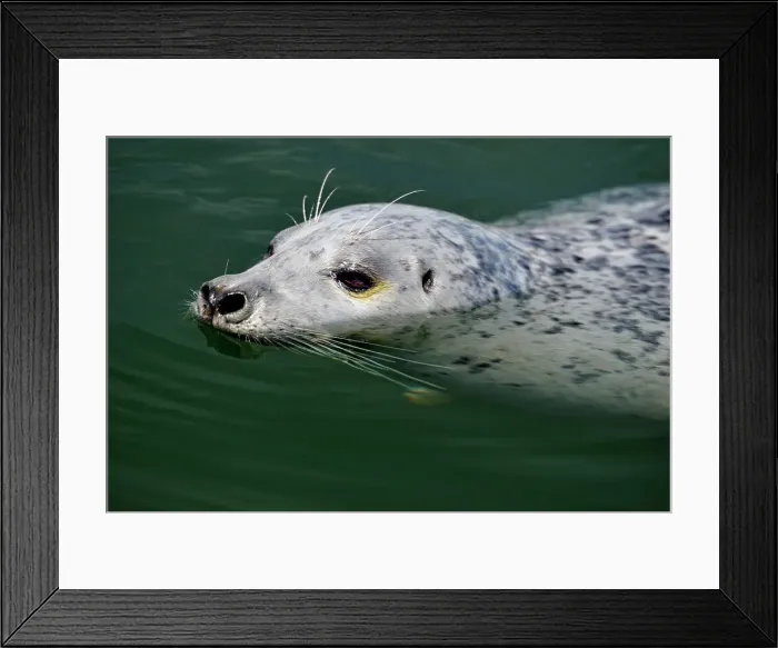 Framed Print : Harbour Seal (Phoca vitulina) Individual loafing in Inner Harbour, Victoria, BC, Canada Framed Print : Harbour Seal (Phoca vitulina) Individual loafing in Inner Harbour, Victoria, BC, Canada