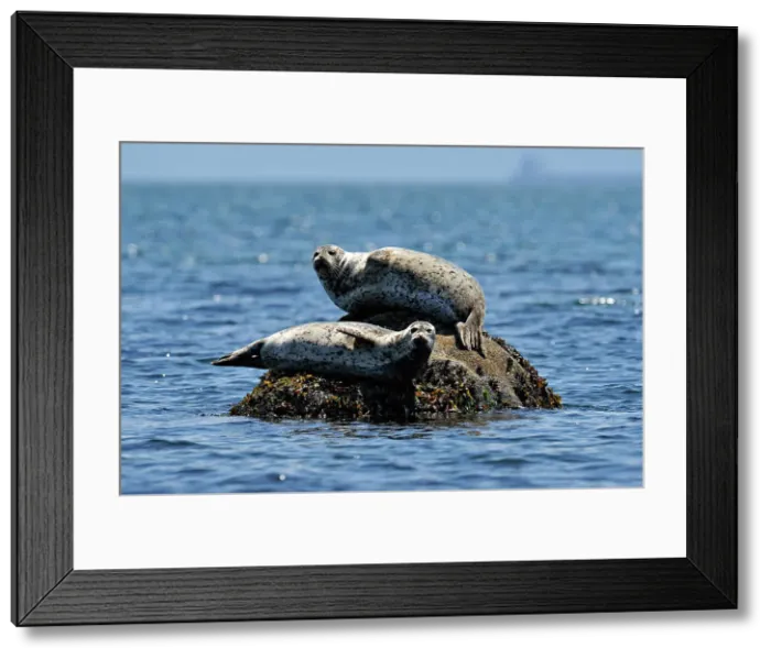 Framed Print : Harbour Seal (Phoca vitulina) Sunbathing, Sooke (Whiffen Spit), BC, Canada Framed Print : Harbour Seal (Phoca vitulina) Sunbathing, Sooke (Whiffen Spit), BC, Canada