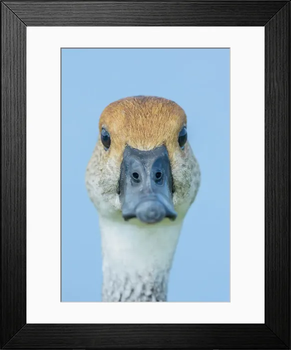 Framed Print : West Indian Whistling Duck (Dendrocygna arborea), Cayman Brac, Cayman Islands, British West Indies Framed Print : West Indian Whistling Duck (Dendrocygna arborea), Cayman Brac, Cayman Islands, British West Indies