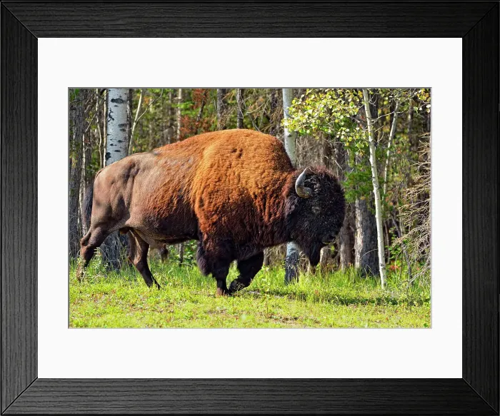 Framed Print : Wood Buffalo / Bison (Bison bison athabascae) Roadside bull, Wood Buffalo Naional Park, Alberta, Canada Framed Print : Wood Buffalo / Bison (Bison bison athabascae) Roadside bull, Wood Buffalo Naional Park, Alberta, Canada