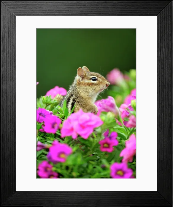 Framed Print : Eastern Chipmunk (Tamias striatus) Investigating flower planter with petunias, Greater Sudbury (Lively), Ontario, Canada Framed Print : Eastern Chipmunk (Tamias striatus) Investigating flower planter with petunias, Greater Sudbury (Lively), Ontario, Canada