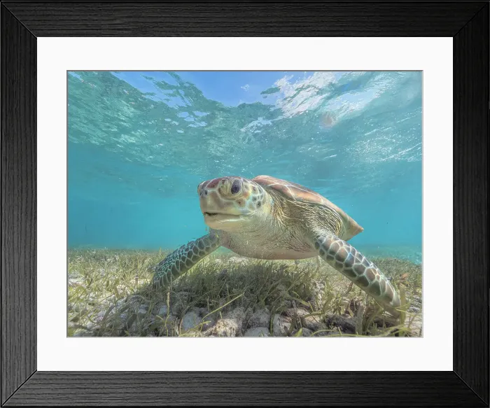Framed Print : Green Turtle (Chelonia mydas), Grand Cayman, Cayman Islands, British West Indies Framed Print : Green Turtle (Chelonia mydas), Grand Cayman, Cayman Islands, British West Indies
