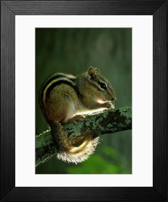 Framed Print : Eastern chipmunk (Tamias striatus) Foraging near shore of Kagawong Lake, Manitoulin Island- Kagawong, Ontario, Canada