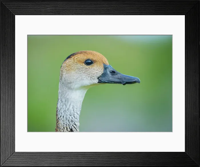 Framed Print : West Indian Whistling Duck (Dendrocygna arborea), Cayman Brac, Cayman Islands, British West Indies Framed Print : West Indian Whistling Duck (Dendrocygna arborea), Cayman Brac, Cayman Islands, British West Indies