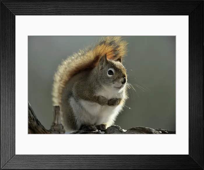 Framed Print : Red Squirrel (Tamiasciurus hudsonicus), Greater Sudbury (Lively), Ontario, Canada Framed Print : Red Squirrel (Tamiasciurus hudsonicus), Greater Sudbury (Lively), Ontario, Canada