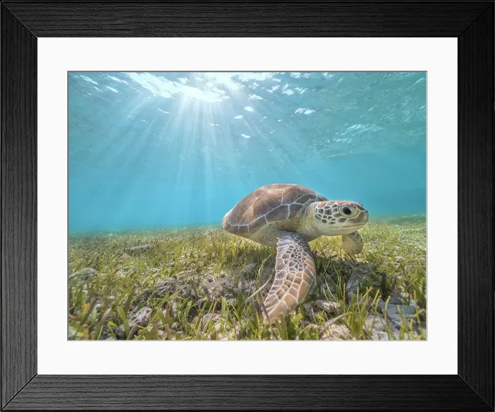 Framed Print : Green Turtle (Chelonia mydas), Grand Cayman, Cayman Islands, British West Indies Framed Print : Green Turtle (Chelonia mydas), Grand Cayman, Cayman Islands, British West Indies
