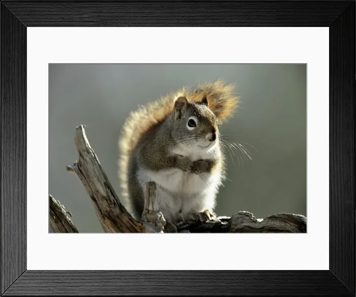 Framed Print : Red Squirrel (Tamiasciurus hudsonicus), Greater Sudbury (Lively), Ontario, Canada Framed Print : Red Squirrel (Tamiasciurus hudsonicus), Greater Sudbury (Lively), Ontario, Canada