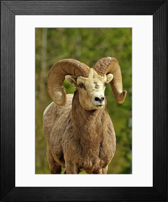 Framed Print : Bighorn sheep (Ovis Canadensis) Ram, Waterton Lakes NP, Alberta, Canada