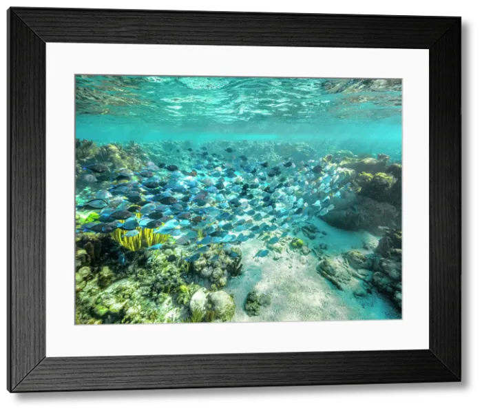 Framed Print : Blue Tang (Acanthurus coeruleus), Grand Cayman, Cayman Islands, British West Indies Framed Print : Blue Tang (Acanthurus coeruleus), Grand Cayman, Cayman Islands, British West Indies