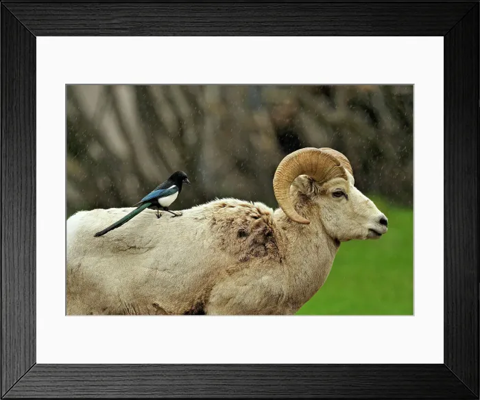 Framed Print : Magpie (Pica hudsonia) plucking fur from a Bighorn sheep (Ovis Canadensis), Waterton Lakes NP, Alberta, Canada Framed Print : Magpie (Pica hudsonia) plucking fur from a Bighorn sheep (Ovis Canadensis), Waterton Lakes NP, Alberta, Canada