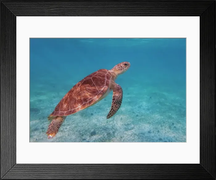 Framed Print : Green Sea Turtle (Chelonia mydas), Grand Cayman, Cayman Islands, British West Indies Framed Print : Green Sea Turtle (Chelonia mydas), Grand Cayman, Cayman Islands, British West Indies