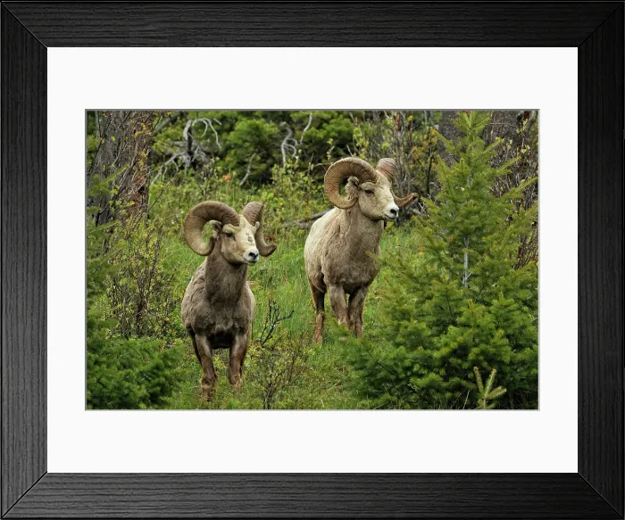 Framed Print : Bighorn sheep (Ovis Canadensis) Rams foraging on hillside, Waterton Lakes NP, Alberta, Canada Framed Print : Bighorn sheep (Ovis Canadensis) Rams foraging on hillside, Waterton Lakes NP, Alberta, Canada
