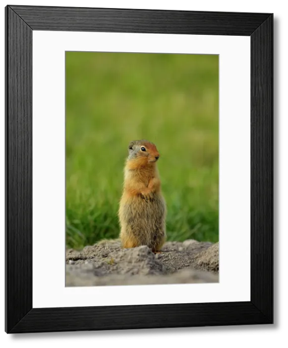 Framed Print : Columbian ground squirrel (Spermophilus columbianus) Feeding and alert near burrow in urban setting, Canmore, Alberta, Canada Framed Print : Columbian ground squirrel (Spermophilus columbianus) Feeding and alert near burrow in urban setting, Canmore, Alberta, Canada