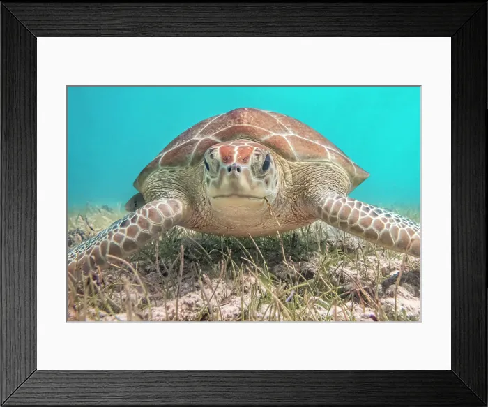 Framed Print : Green Sea Turtle (Chelonia mydas), Grand Cayman, Cayman Islands, British West Indies Framed Print : Green Sea Turtle (Chelonia mydas), Grand Cayman, Cayman Islands, British West Indies