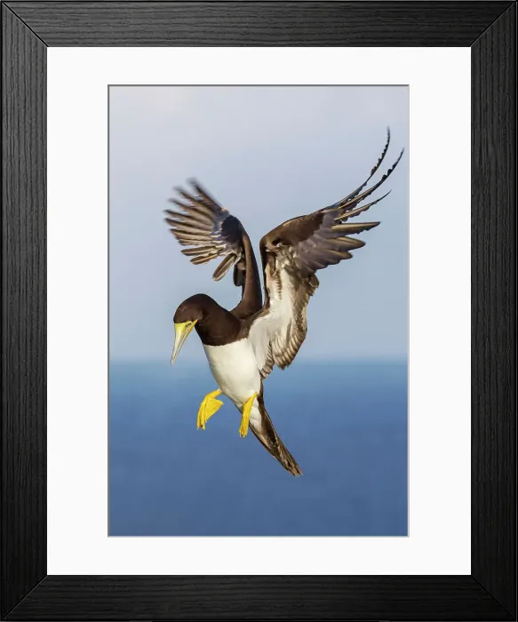 Framed Print : Brown Booby (Sula leucogaster) male in flight, Cayman Brac, Cayman Islands, British West Indies