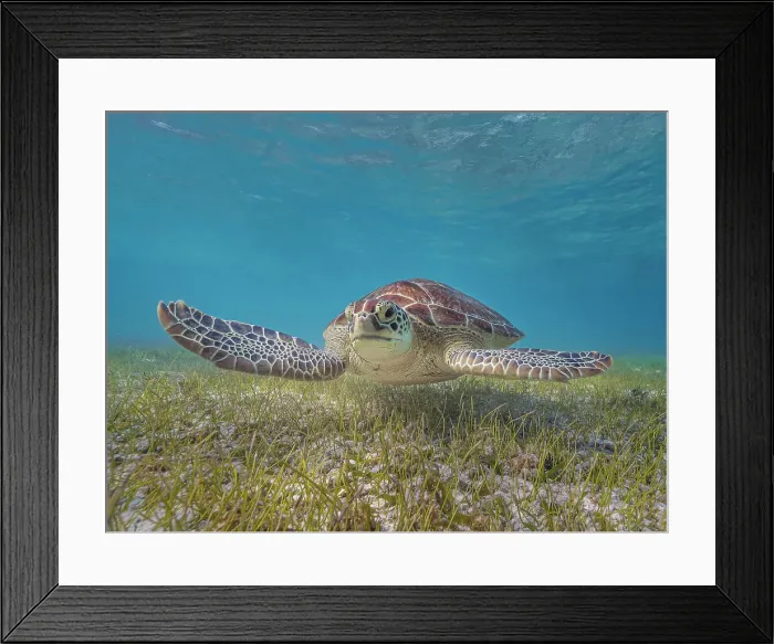 Framed Print : Green Turtle (Chelonia mydas), Grand Cayman, Cayman Islands, British West Indies Framed Print : Green Turtle (Chelonia mydas), Grand Cayman, Cayman Islands, British West Indies