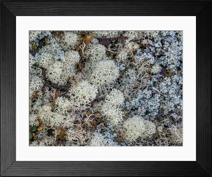 Framed Print : Reindeer Lichens on the tundra in Nunavik, Quebec, Canada Framed Print : Reindeer Lichens on the tundra in Nunavik, Quebec, Canada