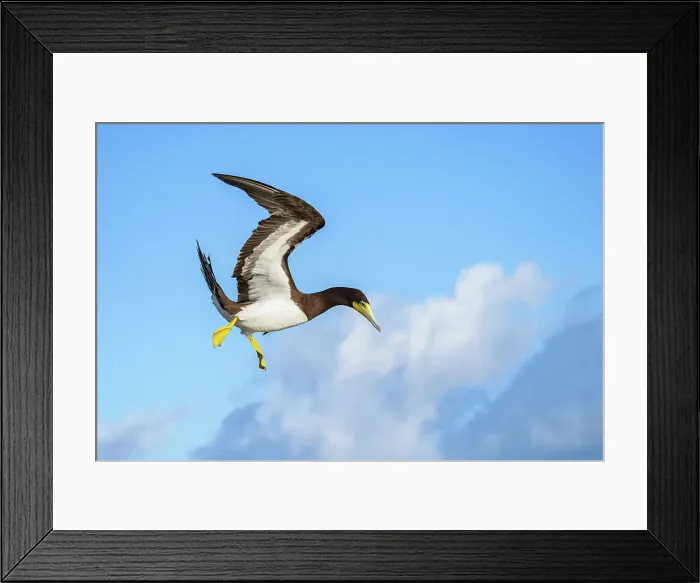Framed Print : Brown Booby (Sula leucogaster) male in flight, Cayman Brac, Cayman Islands, British West Indies Framed Print : Brown Booby (Sula leucogaster) male in flight, Cayman Brac, Cayman Islands, British West Indies