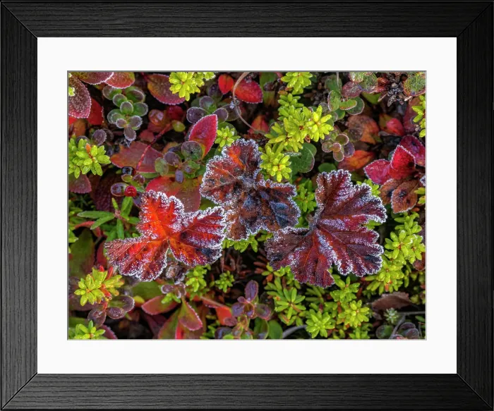 Framed Print : Frost on tundra details in Nunavik, Quebec, Canada Framed Print : Frost on tundra details in Nunavik, Quebec, Canada