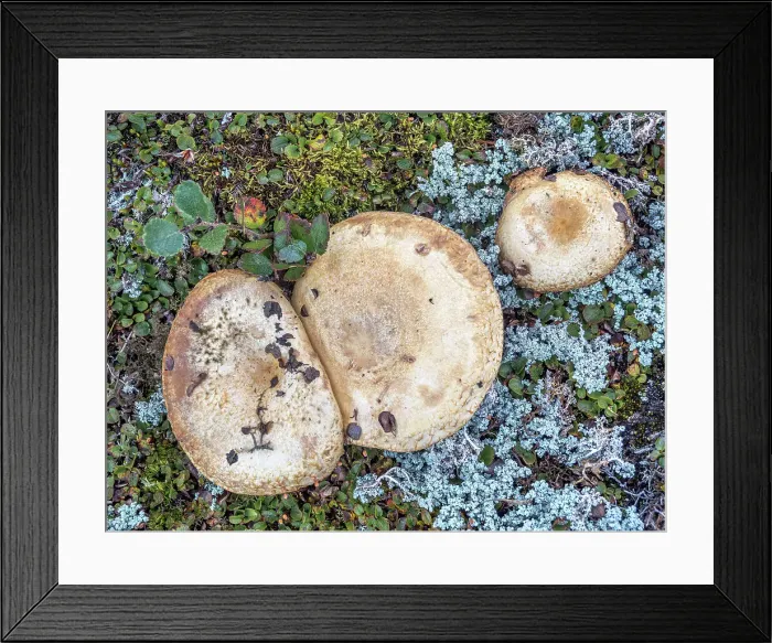 Framed Print : Bolete Mushroom on tundra, Nunavik, Quebec, Canada Framed Print : Bolete Mushroom on tundra, Nunavik, Quebec, Canada