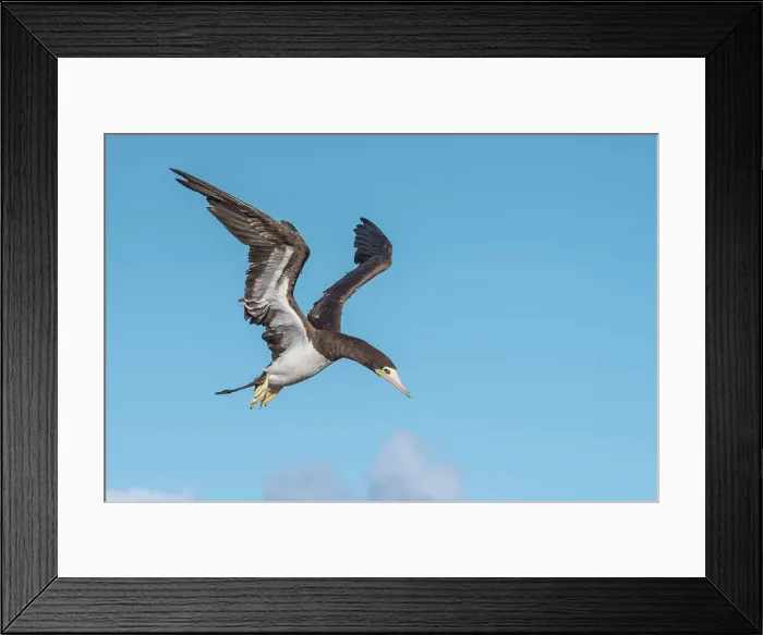 Framed Print : Brown Booby (Sula leucogaster) female in flight, Cayman Brac, Cayman Islands, British West Indies Framed Print : Brown Booby (Sula leucogaster) female in flight, Cayman Brac, Cayman Islands, British West Indies