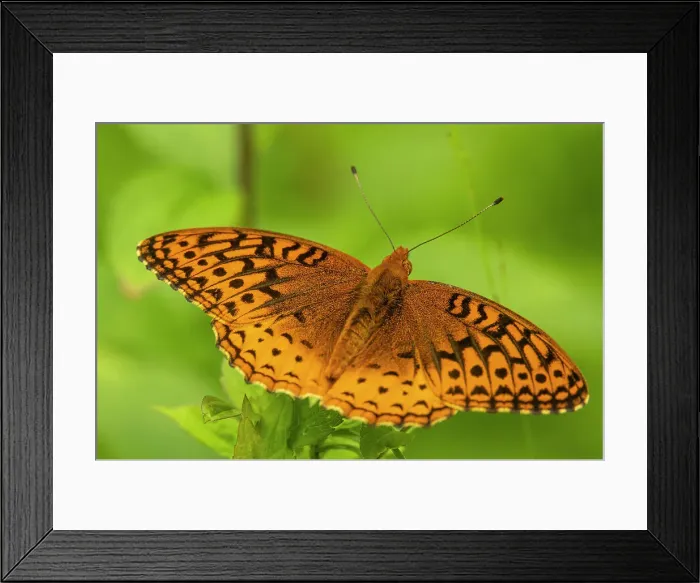 Framed Print : Great Spangled Fritillary (Speyeria cybele), Greater Sudbury, Ontario, Canada Framed Print : Great Spangled Fritillary (Speyeria cybele), Greater Sudbury, Ontario, Canada