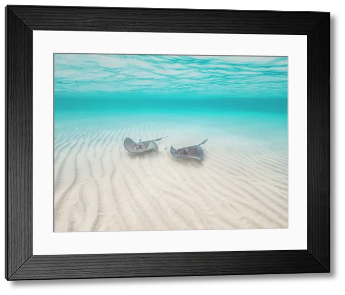 Framed Print : Southern Stingrat (Hypanus americanus), Grand Cayman, Cayman Islands, British West Indies